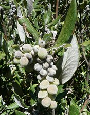 Garrya veatchii Fruit